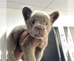 Small Photo #6 French Bulldog Puppy For Sale in ANCHORAGE, AK, USA