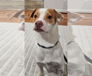 Mutt Dogs for adoption in Bellevue, WA, USA