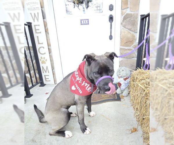 Medium Photo #2 Boxer-Unknown Mix Puppy For Sale in Boonton, NJ, USA