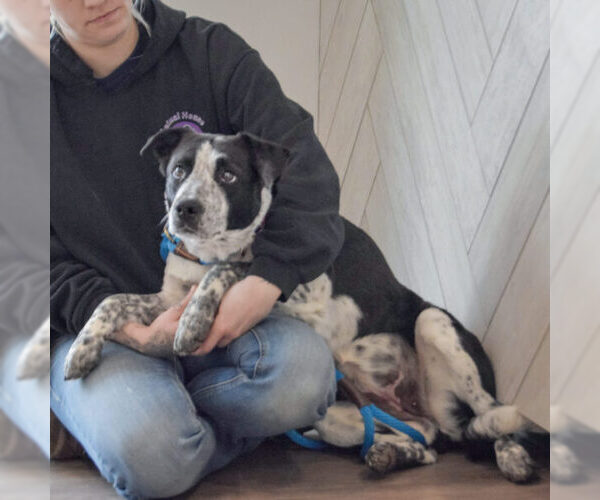 Medium Photo #3 Border Collie-Unknown Mix Puppy For Sale in Huntley, IL, USA