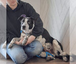 Small #2 Border Collie Mix