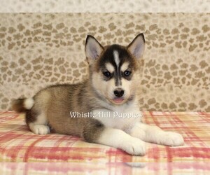Pomsky Puppy for sale in DENVER, PA, USA