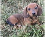 Small #5 Dachshund