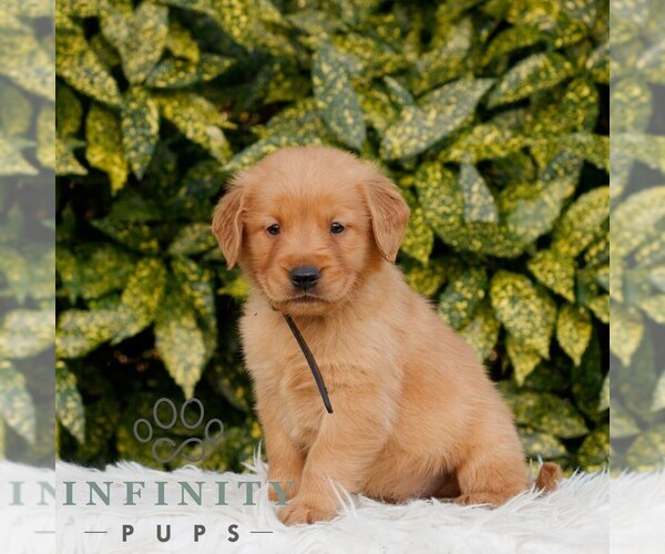 Medium Photo #1 Golden Retriever Puppy For Sale in NEW HOLLAND, PA, USA