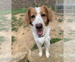 Small #1 Brittany Mix