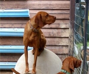 Father of the Vizsla puppies born on 12/07/2022