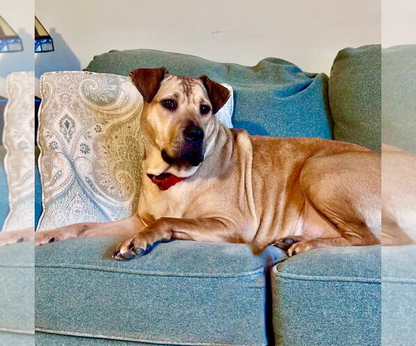 Medium Photo #7 Mutt Puppy For Sale in Canton, CT, USA