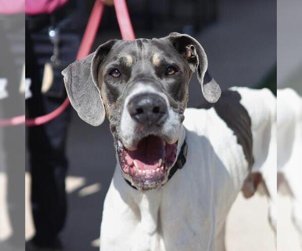 Medium Photo #1 Great Dane Puppy For Sale in San Antonio, TX, USA