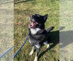 Small #3 Siberian Husky Mix