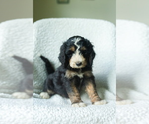 Medium Aussiedoodle-Bernedoodle Mix