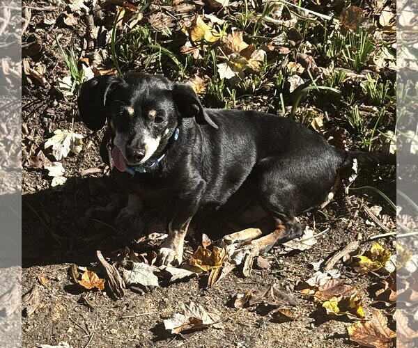 Medium Photo #3 Chiweenie Puppy For Sale in Shelbyville, TN, USA