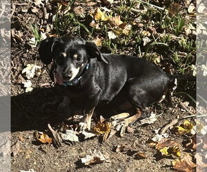 Otto in NC - Male Chiweenie Dog for Adoption - Photo #3
