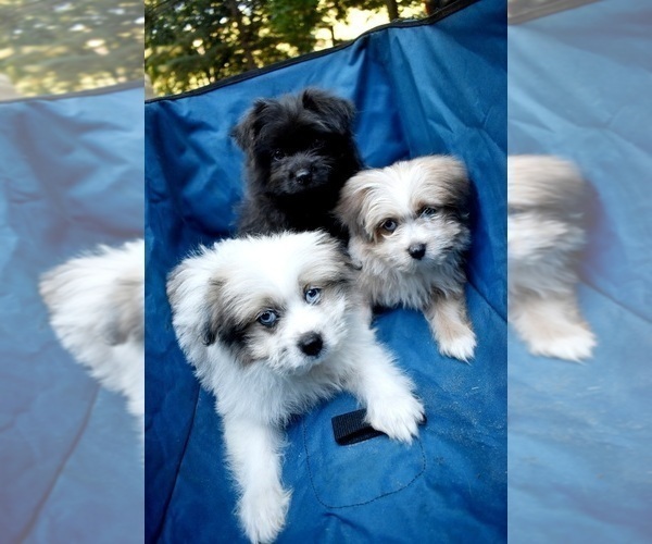 Medium Photo #1 Pom-Shi Puppy For Sale in DINWIDDIE, VA, USA
