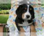 Puppy 4 Bernedoodle-Greater Swiss Mountain Dog Mix