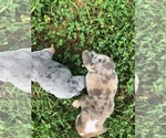 Small Photo #3 English Bulldog Puppy For Sale in CLOVER, SC, USA