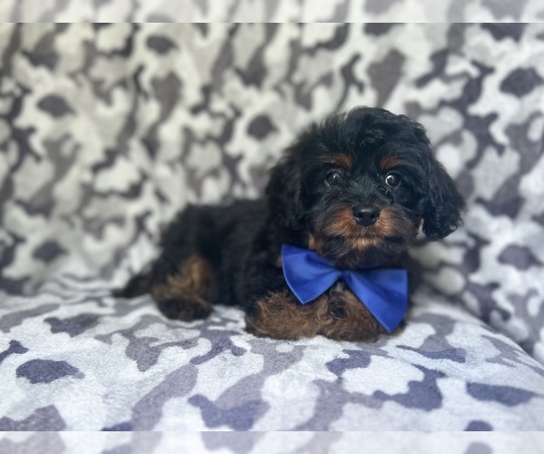 Medium Photo #5 Cavapoo Puppy For Sale in LAKELAND, FL, USA
