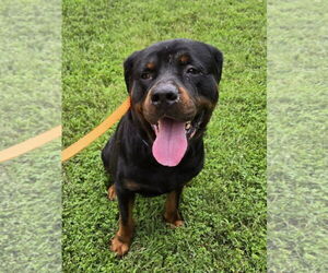 Rottweiler-Unknown Mix Dogs for adoption in Millersville, MD, USA