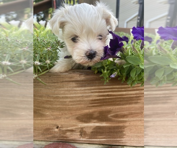 Medium Photo #4 Maltese Puppy For Sale in FREDONIA, KS, USA