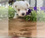 Small #3 Maltese