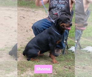 Mother of the Rottweiler puppies born on 04/10/2023