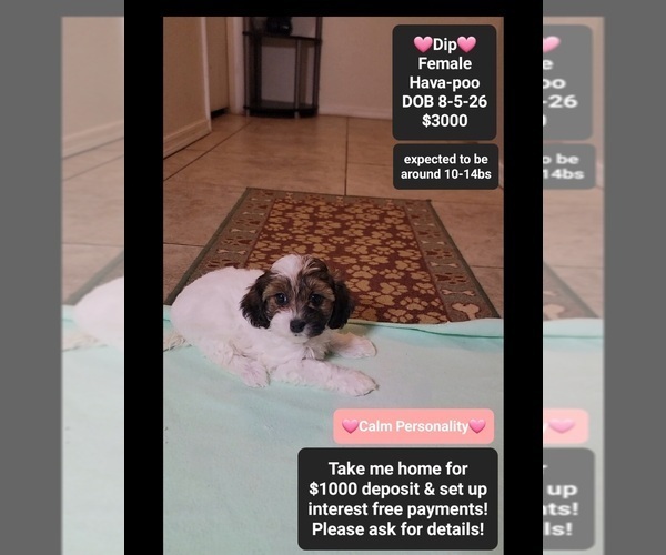 Medium Photo #1 Havapoo Puppy For Sale in TUCSON, AZ, USA