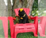 Small #6 Poodle (Toy)