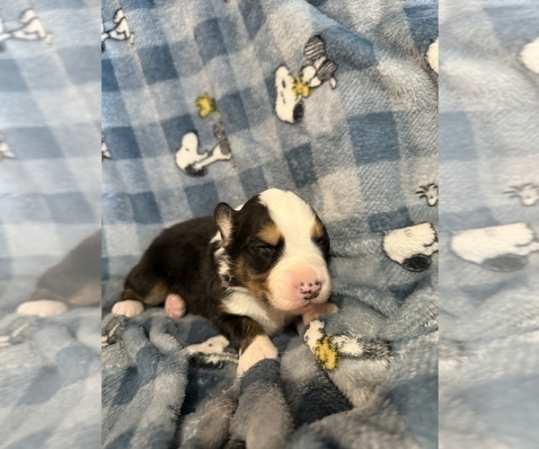 Medium Photo #37 Australian Shepherd Puppy For Sale in EUSTIS, FL, USA
