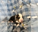 Small Photo #37 Australian Shepherd Puppy For Sale in EUSTIS, FL, USA