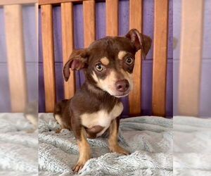 Chiweenie Dogs for adoption in Genesee, WI, USA