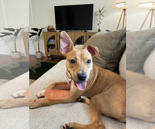 Medium Photo #8 Mutt Puppy For Sale in Spring Lake, NC, USA