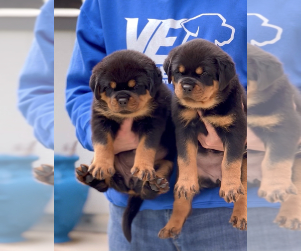 Full screen Photo #8 Rottweiler Puppy For Sale in FONTANA, CA, USA