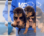 Small Photo #8 Rottweiler Puppy For Sale in FONTANA, CA, USA