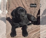 Small #1 Cane Corso