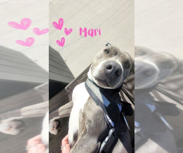 Medium Photo #1 Mutt Puppy For Sale in Monte Vista, CO, USA