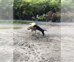 Small Photo #10 Labrador Retriever Puppy For Sale in TAMPA, FL, USA
