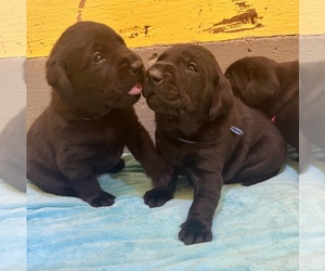 Labrador Retriever Puppy for Sale in LISBON, Connecticut USA