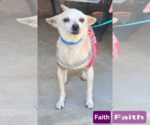 Medium Photo #3 Chihuahua Puppy For Sale in Alexander, AR, USA