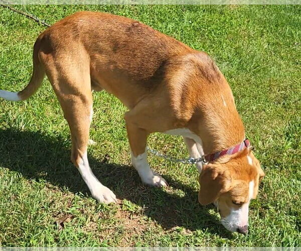 Medium Photo #3 American Foxhound-Unknown Mix Puppy For Sale in Forest, VA, USA