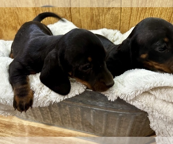 Medium Photo #1 Dachshund Puppy For Sale in CONCORDIA, MO, USA
