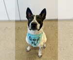 Small Australian Cattle Dog Mix