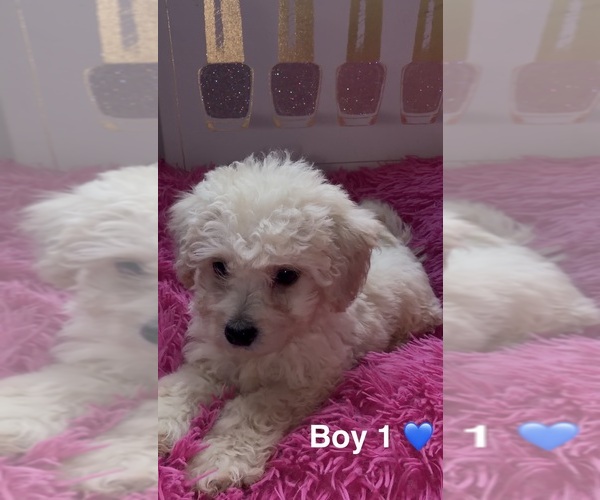 Medium Photo #1 Maltipoo (Toy) Puppy For Sale in BURLINGAME, CA, USA
