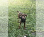 Small #1 Labrador Retriever