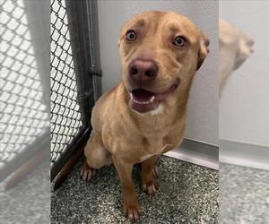 Labrador Retriever-Unknown Mix Dogs for adoption in Salisbury, NC, USA