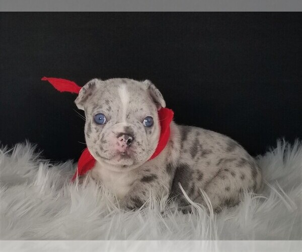Medium Photo #4 French Bulldog Puppy For Sale in PORT READING, NJ, USA