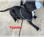 Small American Pit Bull Terrier Mix
