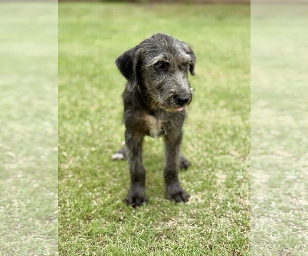 Medium Photo #2 Retriever -Unknown Mix Puppy For Sale in PIPE CREEK, TX, USA