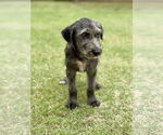 Small #1 Retriever  Mix