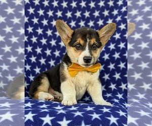 Pembroke Welsh Corgi Puppy for sale in GLEN ROCK, PA, USA