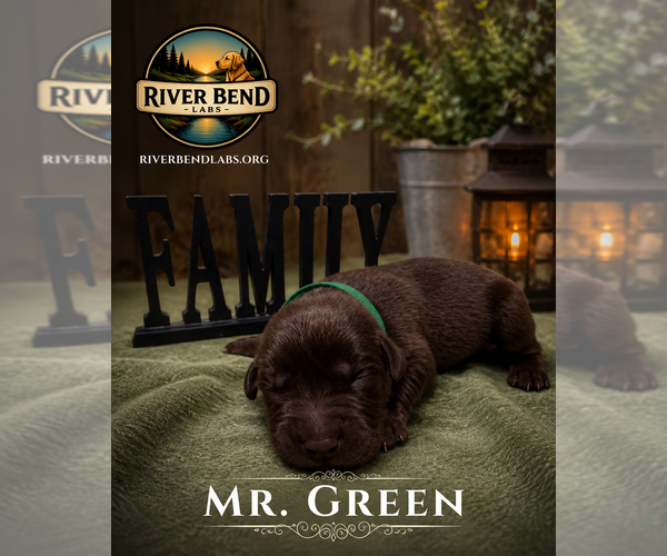 Medium Photo #2 Labrador Retriever Puppy For Sale in WHITNEY, TX, USA