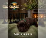 Small Photo #16 Labrador Retriever Puppy For Sale in WHITNEY, TX, USA